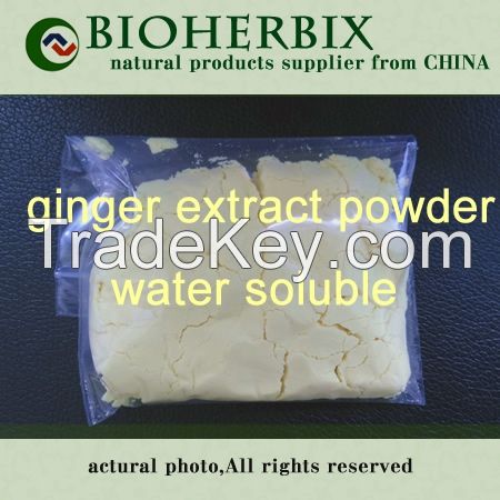 ginger powder extract