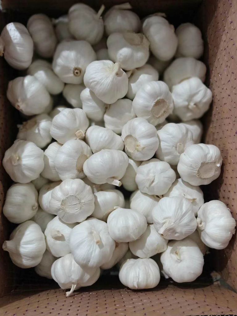 GARLIC PURE WHITE NEW CORPED 2020