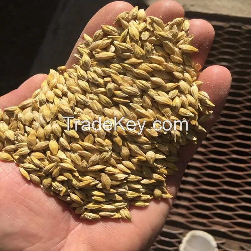 BARLEY for animal feed