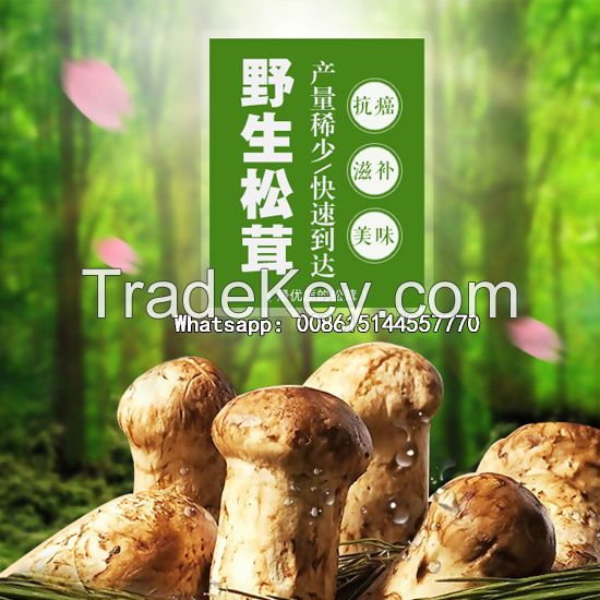 Tricholoma matsutake Ganoderma Mushroom