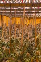 Selling LED grow light