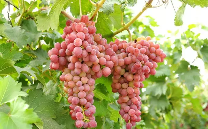 Chinese red globe grapes Fresh Style fresh grapes for sale 