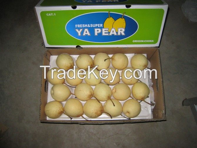 Ya Pear,Su Pear,Crown Pear,Shandong Pear,Golden Pear