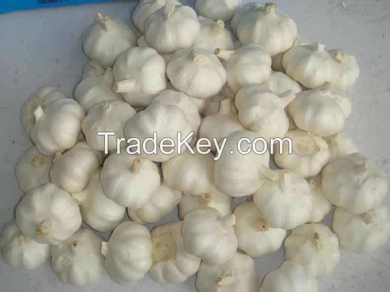 garlic,Fresh Garlic,white garlic, normal white garlic, pure whitle garlic