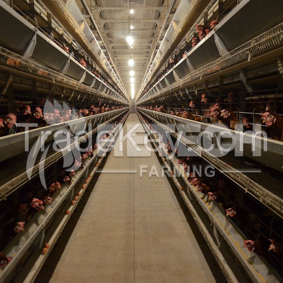 Layer Chicken House Used Automatic Poultry Nipple Drinker