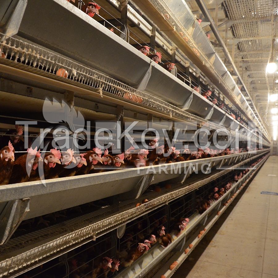 Layer Chicken House Used Automatic Poultry Nipple Drinker