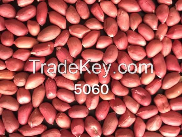 Peanut kernel red skin