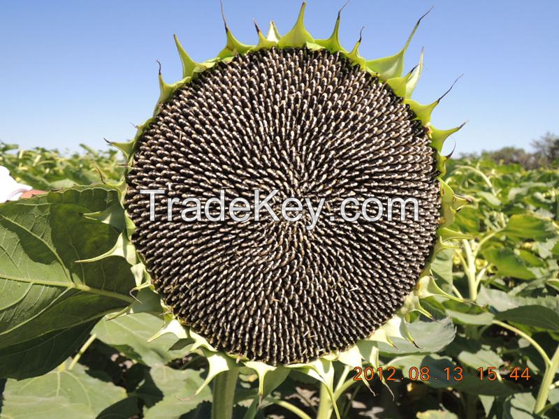 361 type big face hybrid sunflower seeds 363 type 601 type for planting