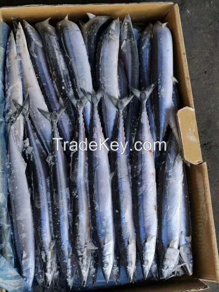 frozen Pacific saury