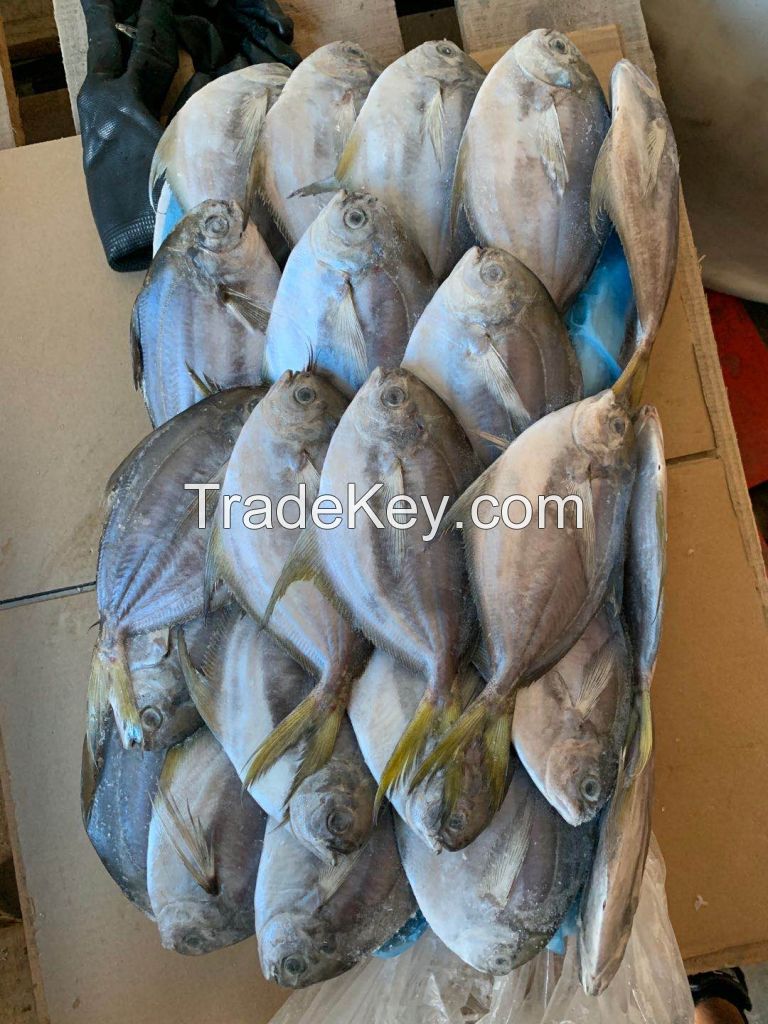 frozen silver pomfret at good price