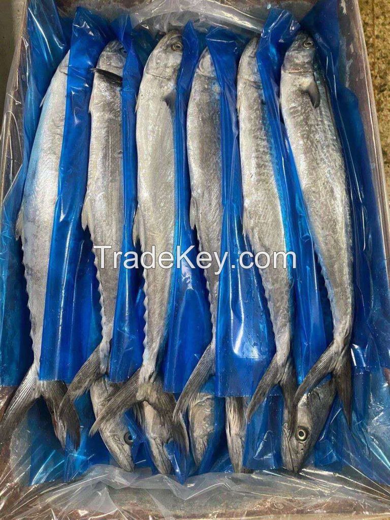 frozen Spanish mackerel good quality and price