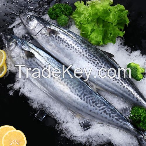 frozen Spanish mackerel good quality and price