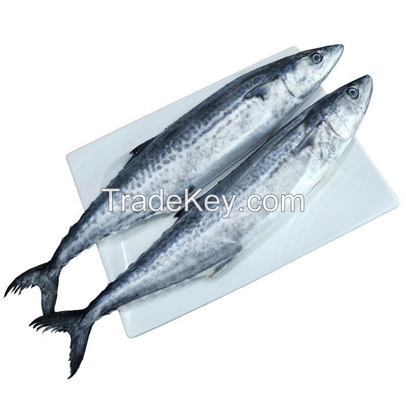 frozen Spanish mackerel good quality and price