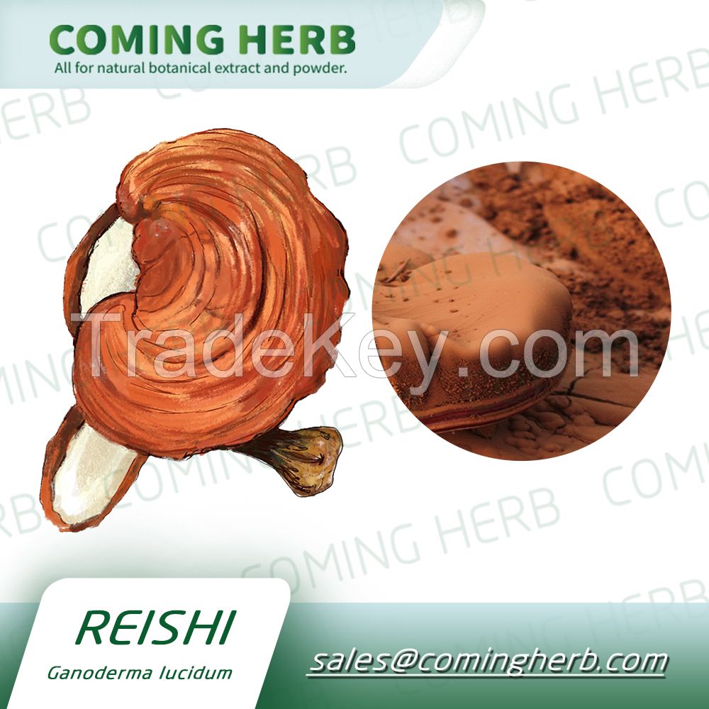 China manufacture supply ganoderma extract/reishi mushroom powder