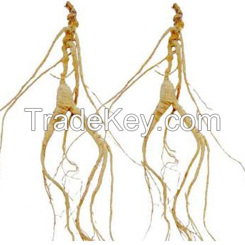 Wild Ginseng for Thousands of Years Millennium Ginseng Changbai Mountain Ginseng