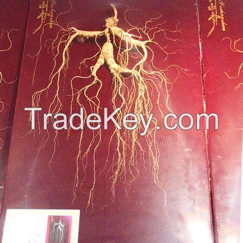 Wild Ginseng for Thousands of Years Millennium Ginseng Changbai Mountain Ginseng