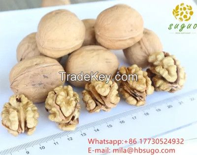 2020 New Crop Walnut Kernels