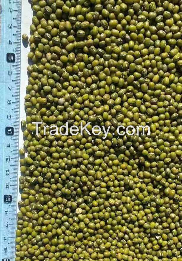 Green Mung Bean