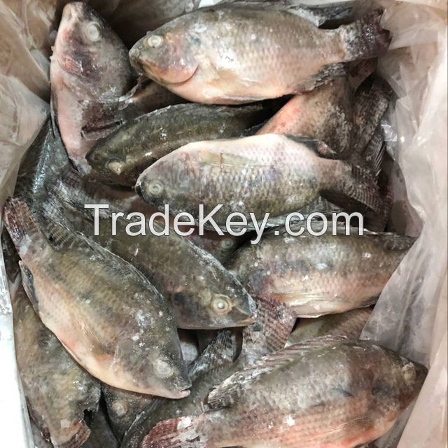 New arrival frozen tilapia whole round fish