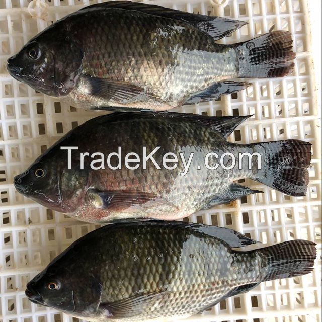 New arrival frozen tilapia whole round fish