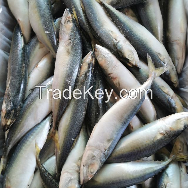 Frozen Fish Pacific Mackerel Species Scomber Japonicus