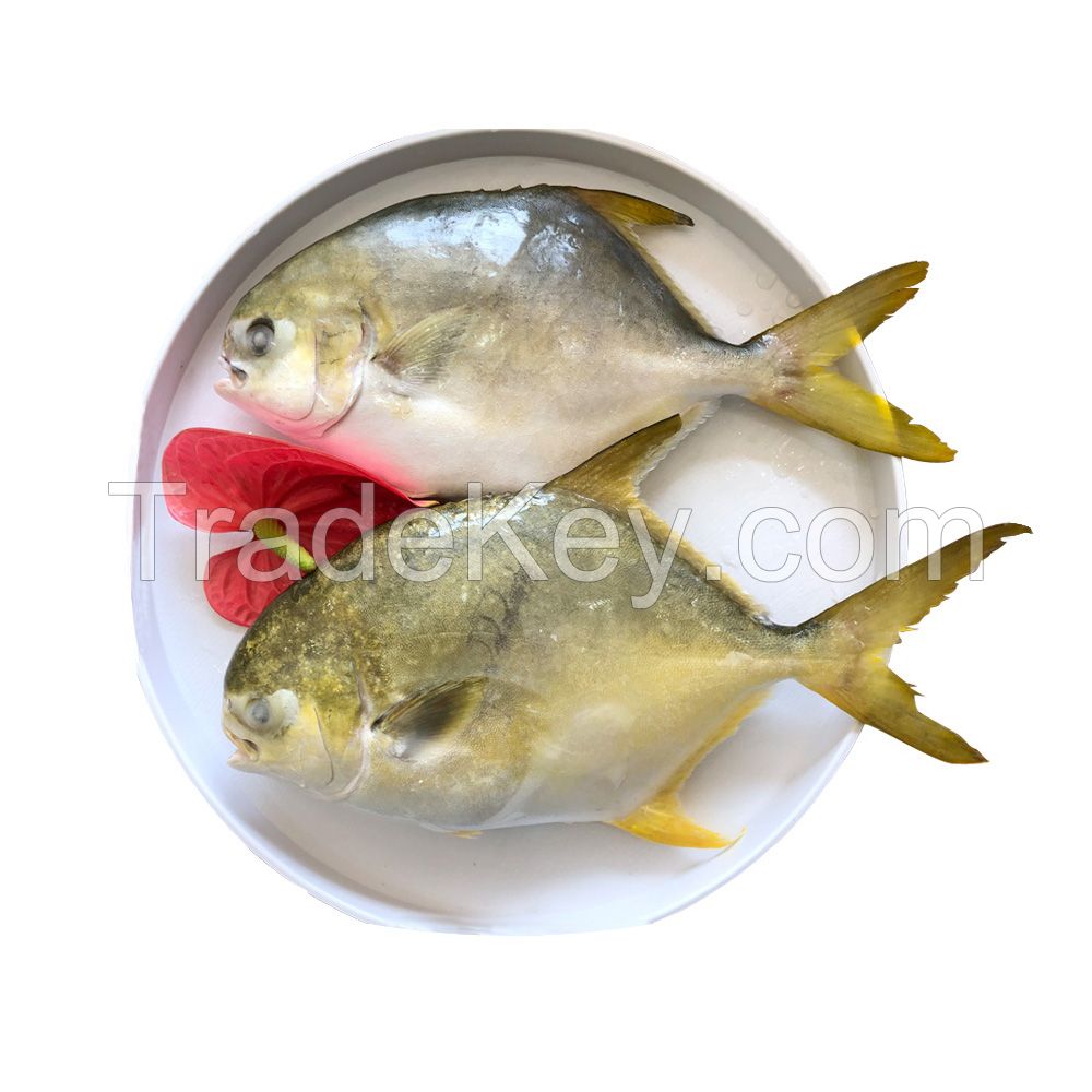 Best Price Frozen golden pomfret pompano