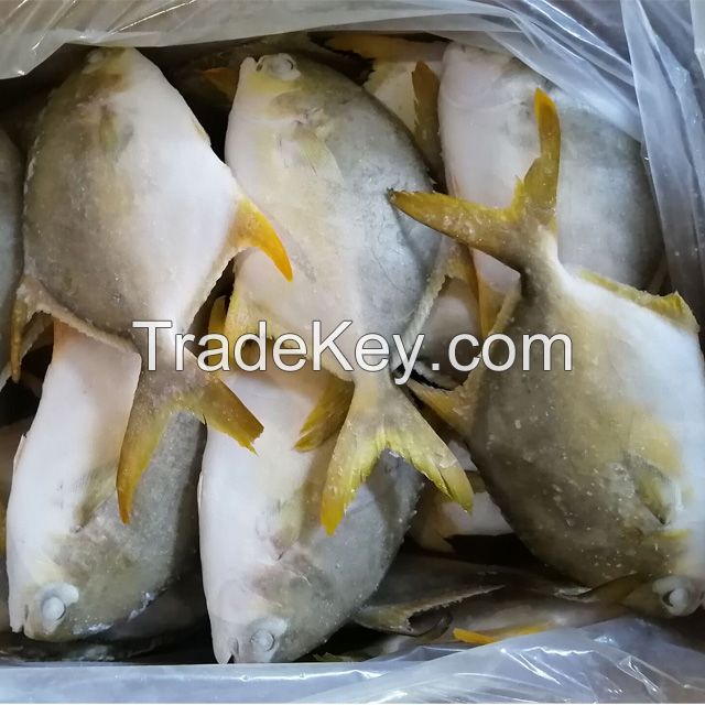 Best Price Frozen golden pomfret pompano