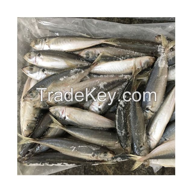 Seafoods and frozen food Frozen round scad fish for sale