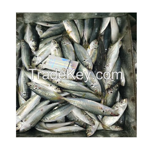 Seafoods and frozen food Frozen round scad fish for sale