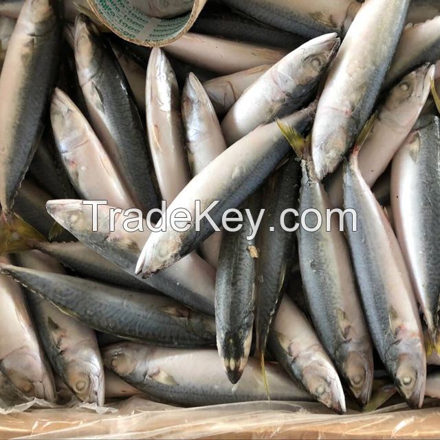 Frozen Fish Pacific Mackerel Species Scomber Japonicus