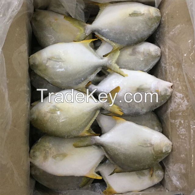 Best Price Frozen golden pomfret pompano