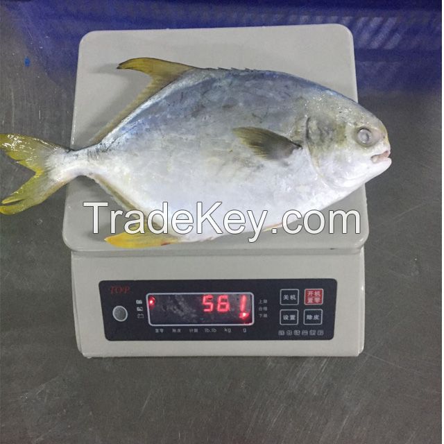 Best Price Frozen golden pomfret pompano