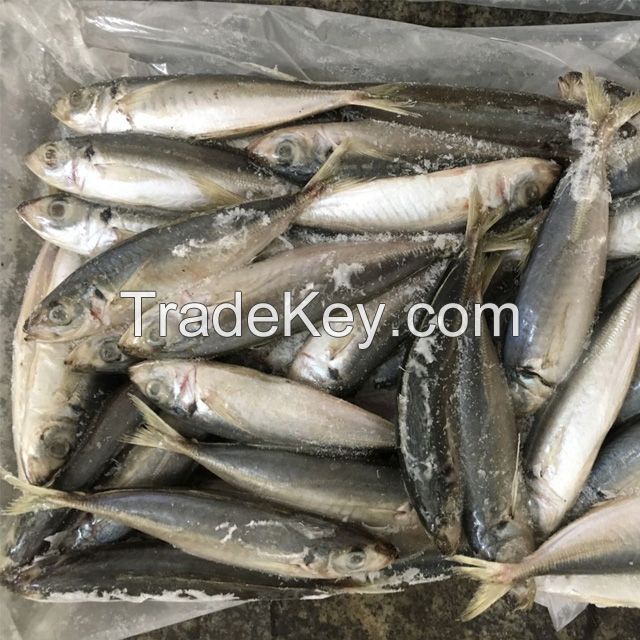 Seafoods and frozen food Frozen round scad fish for sale