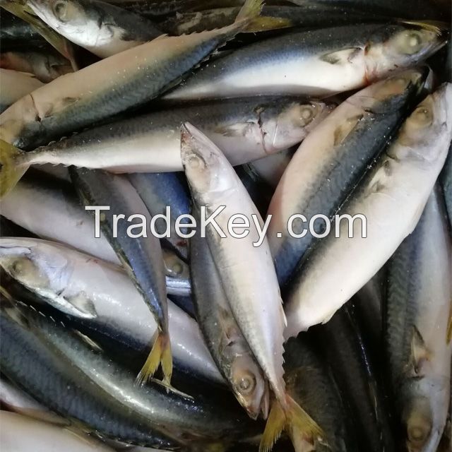 Frozen Fish Pacific Mackerel Species Scomber Japonicus