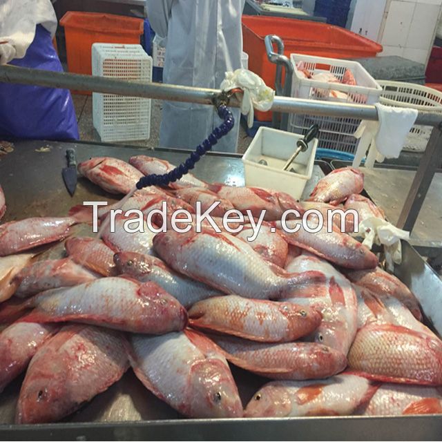 New Arrival  Frozen Whole Round Fish  Fresh Red  Tilapia