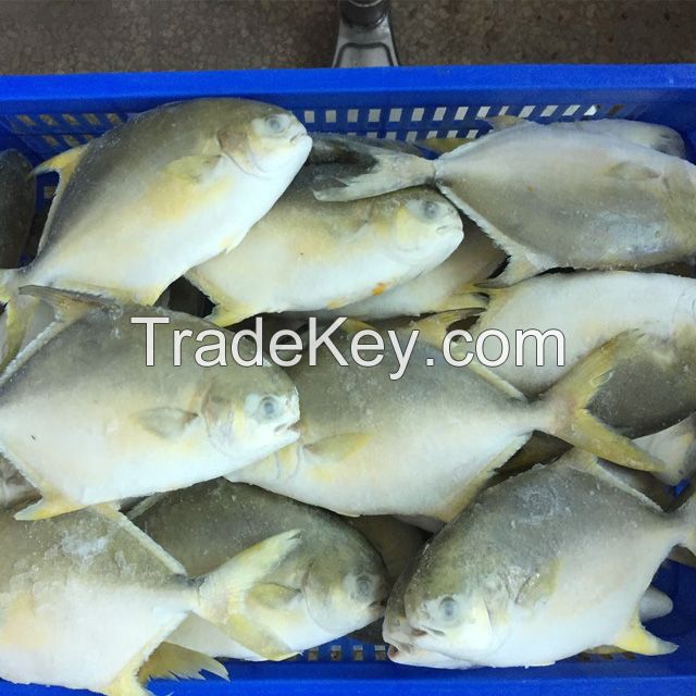 Best Price Frozen golden pomfret pompano