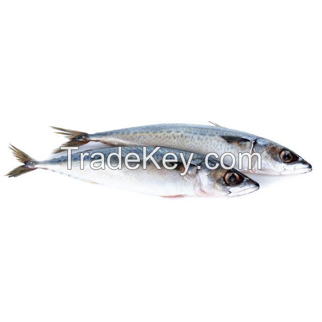 Frozen Fish Pacific Mackerel Species Scomber Japonicus