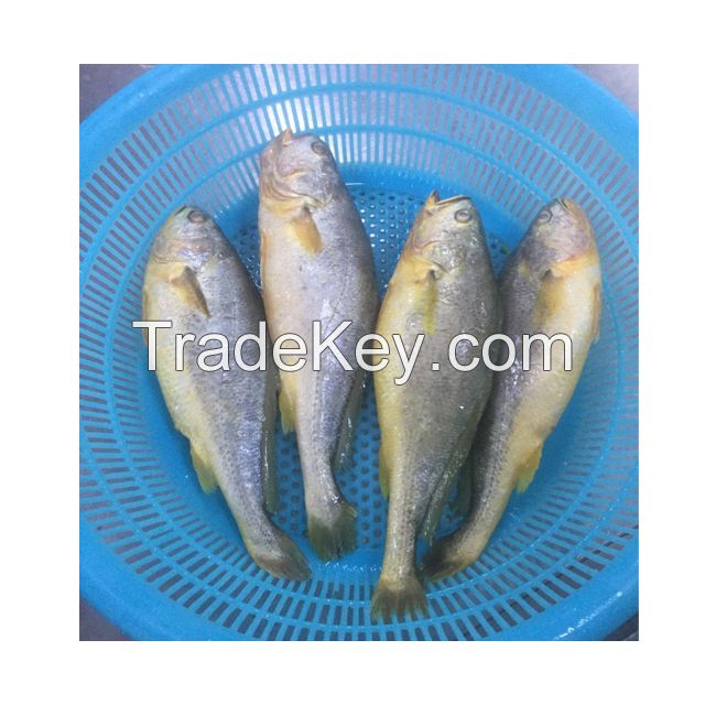 China Origin Frozen Yellow Croaker Fish Maw