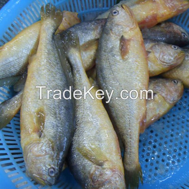 China Origin Frozen Yellow Croaker Fish Maw