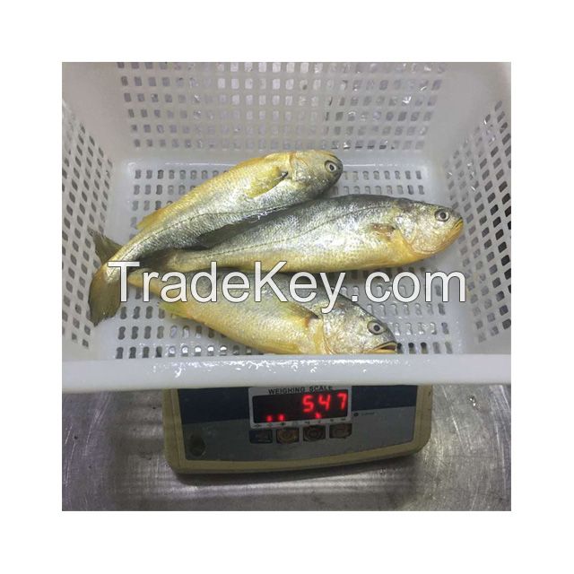 China Origin Frozen Yellow Croaker Fish Maw