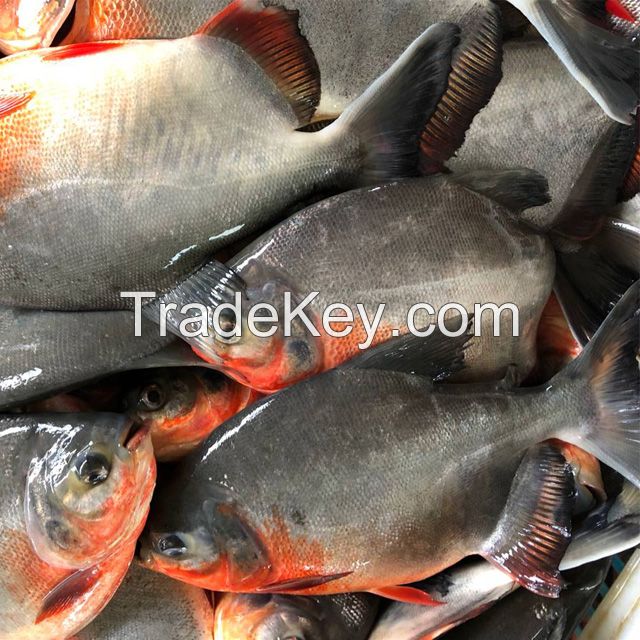 Frozen Fish Suppliers Fresh Red Pomfret Red Pacu Fish