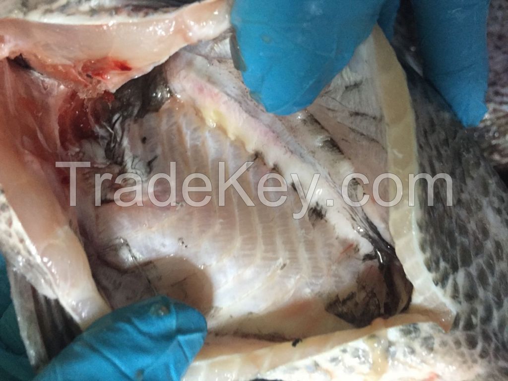 China Live Frozen Tilapia Fish Exporters 