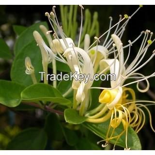 Honeysuckle Flower Extract