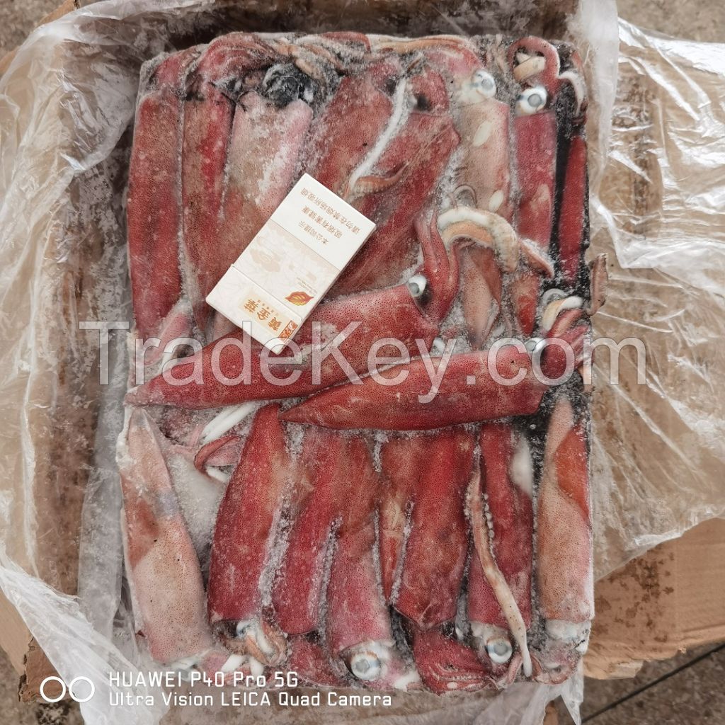 Chinese loligo squid,frozen on board