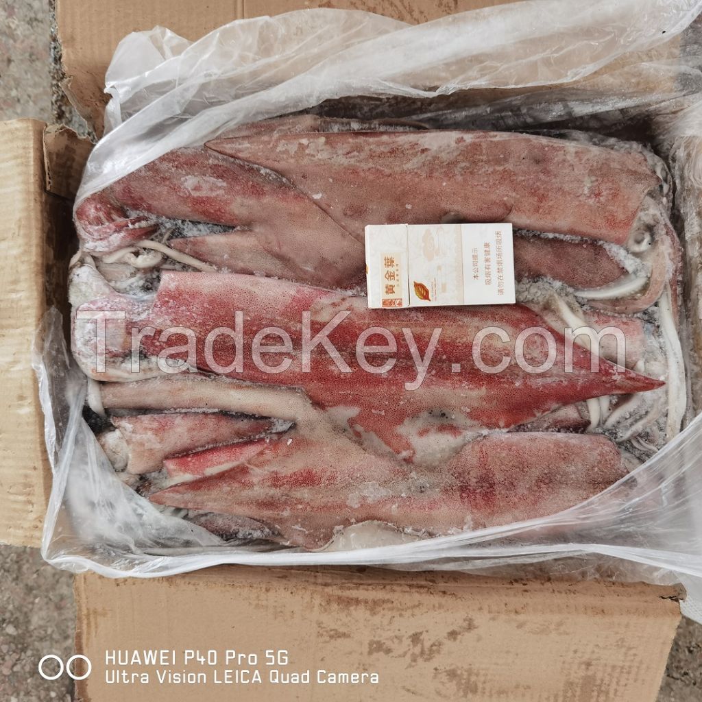 Chinese loligo squid,frozen on board