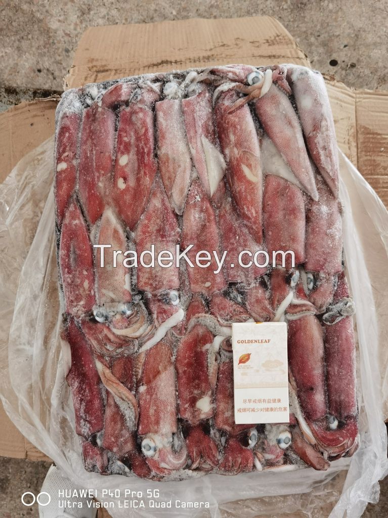 Chinese loligo squid,frozen on board