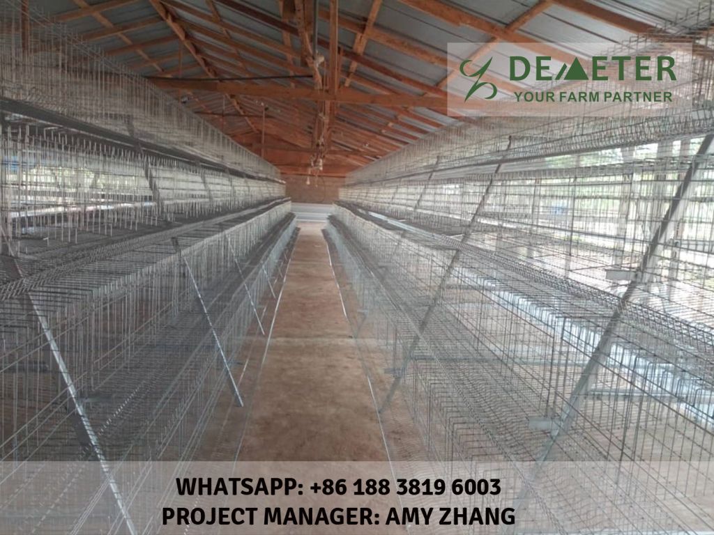 20000 birds layer chicken cage for sale in nigeria