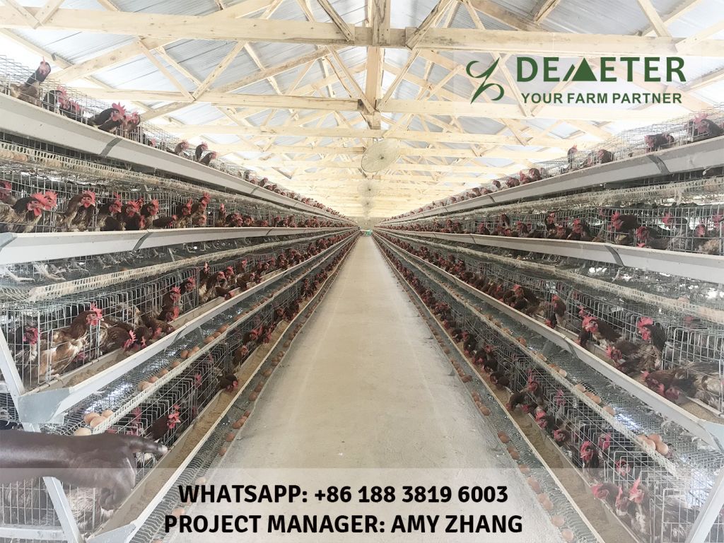 20000 birds layer chicken cage for sale in nigeria