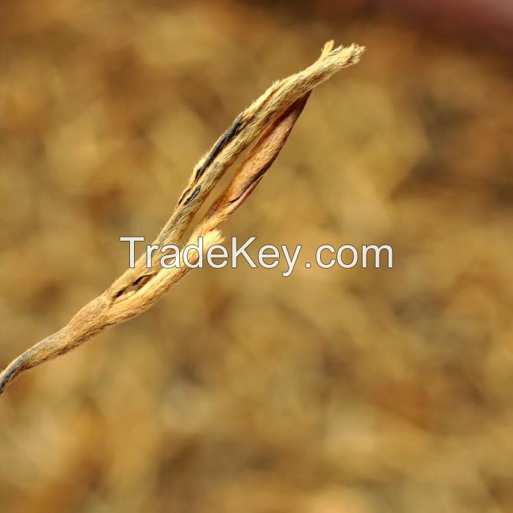 Dianhong Gold Needleï¼�Honey Fragrance Gold Needle