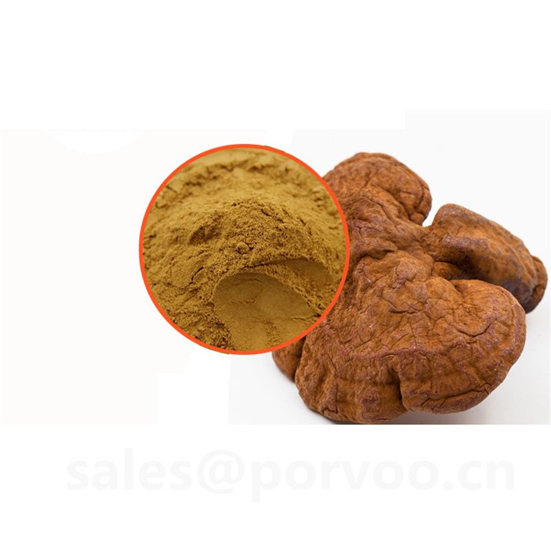 Wholesale Organic Ganoderma Extract, main functions of Ganoderma extract, Reishi mushroom Extract